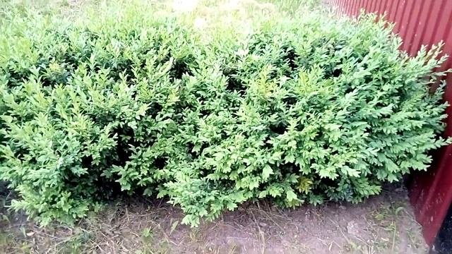 Самшит посадка,уход