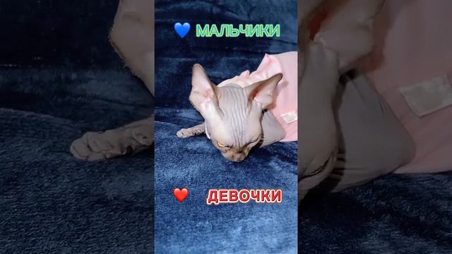 Лысая кошка мальчик или девочка кого выбрать