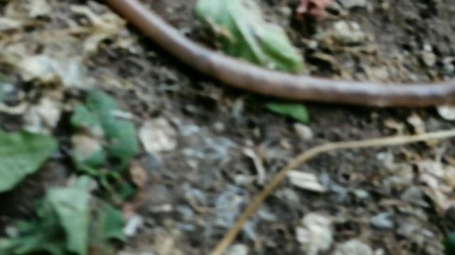 ШОК!!! САМЫЙ ДЛИННЫЙ ЧЕРВЬ В МИРЕ НАЙДЕН В ЛЕСАХ АТЛАНТИДЫ!!!!!!!! смотреть онлайн