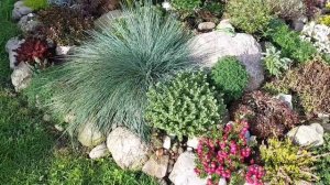 ОСОКА ОХИМЕНСКАЯ и ОВСЯНИЦА СИЗАЯ для наших садов # CAREX OSHIMENSIS und FESTUCA GLAUCA für Gärten