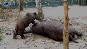 Суматранский носорог. Самый маленький носорог в мире. Интересные факты