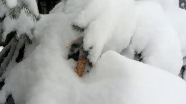 Правильная кормушка для птиц И неправильная смотреть онлайн