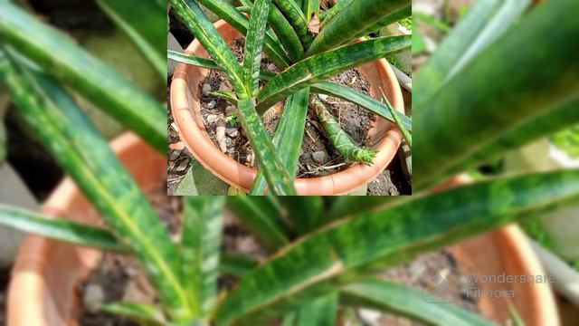 Hybrid Sansevieria's смотреть онлайн