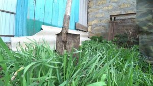 Сюжет из жизни в деревне о том, как я пересадил куст дикого (девичьего) винограда у себя на фазенде