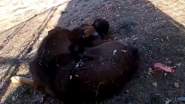 КОРМЛЕНИЕ ? #БЕЗДОМНЫХ СОБАЧЕК?/#ЧЕЛОВЕК СОБАКЕ #ДРУГ?/В МИРЕ СОБАК❤️#1 смотреть онлайн