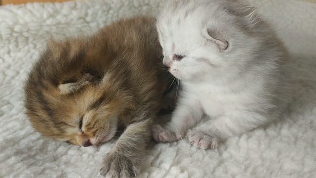 Маленькие котята спят ? Очень милое видео про котят скоттиш фолд