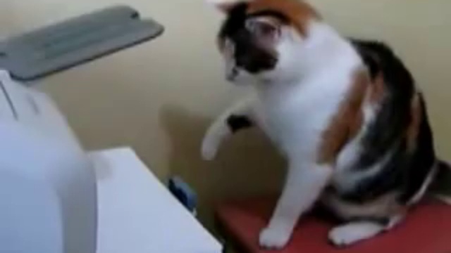 Кошак и принтер!)) смотреть онлайн