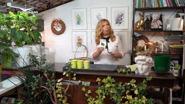 Неприхотливые орхидеи и овощи для зимнего огорода. Дачные сезоны смотреть онлайн