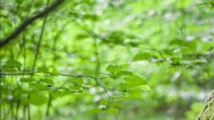 Пение соловья l Лесных птиц l Музыка для сна l Релакс l Музыка для медитации l Пение соловья солове