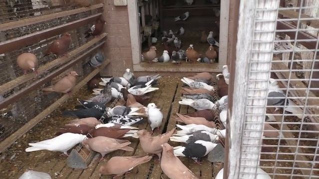 УНИКАЛЬНЫЕ БОЙНЫЕ ГОЛУБИ В  МОСКВЕ !!  Питомник Марка , часть 1-ая.   #pigeons#  Tauben#