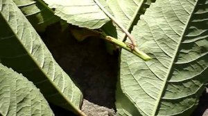 Обзор садовых ножниц