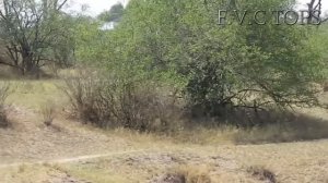 Горилла против Тигра  Лев против Бабуина  Тигр против Импалы Шедевр!