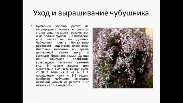 ЧУБУШНИК смотреть онлайн