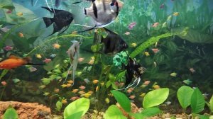 200 тернеций глофиш в одном аквариуме