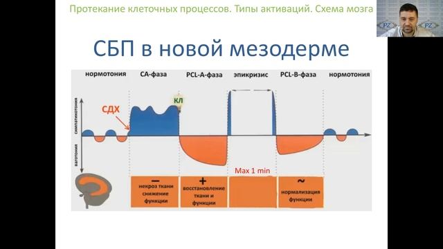 Современная психосоматика. Правила для НОВОЙ МЕЗОДЕРМЫ 1