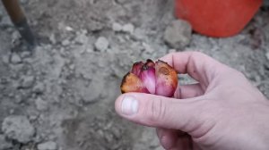 Моя "реанимация" луковиц высокорослых лилий  и посадка осенью. Сорт Конка Дор и т. д. Цветоводство.