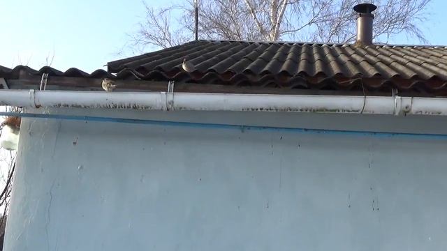 воробьи чирикают воробей чирикает звук воробья смотреть онлайн