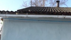 воробьи чирикают воробей чирикает звук воробья