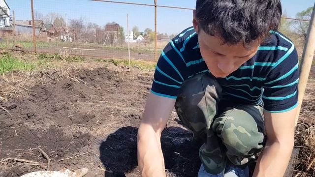 Как правильно посадить картошку? Чтоб был хороший урожай! смотреть онлайн