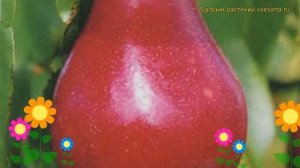 Груша обыкновенная Нарядная Ефимова. Краткий обзор, описание pyrus communis Nariadnaia Efimova