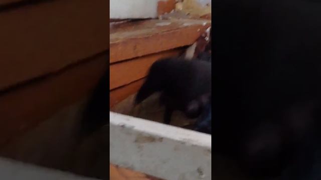 Страшная ворона 2 смотреть онлайн