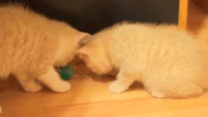 Британский кремовый котенок