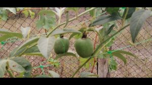 Маракуйя в октябре и когда созреет!?