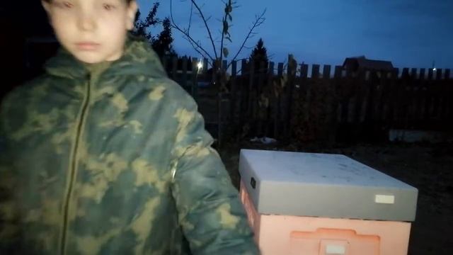 Buckfast перед зимовкой смотреть онлайн