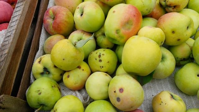 ЯБЛОКИ! Сорта "Беркутовское"."Северный синап"."Курский золотой" смотреть онлайн