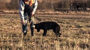 Подготовка щенка к дрессировке / Как научить щенка командам? С чего начать? Советы от заводчика