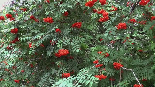 Игорь Слуцкий - Рябина смотреть онлайн