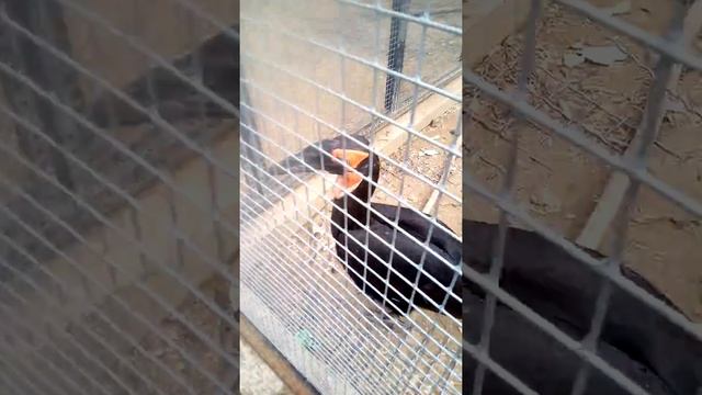 Пако птиц Калуга смотреть онлайн