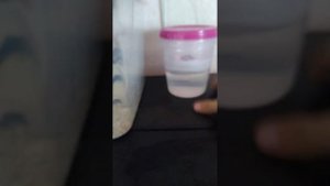 Туркменский таракан, инкубатор для отек. #Shelfordellatartara #туркменскийтаракан #тараканы