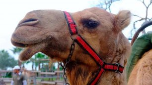 Как живут верблюды в Бахчисарае. Парк миниатюр.