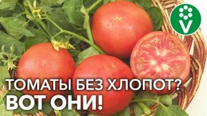 ЭТИ ТОМАТЫ УСТОЙЧИВЫ К САМЫМ ЗЛОСТНЫМ ЗАБОЛЕВАНИЯМ! Хлопот не доставят, вкусом порадуют!