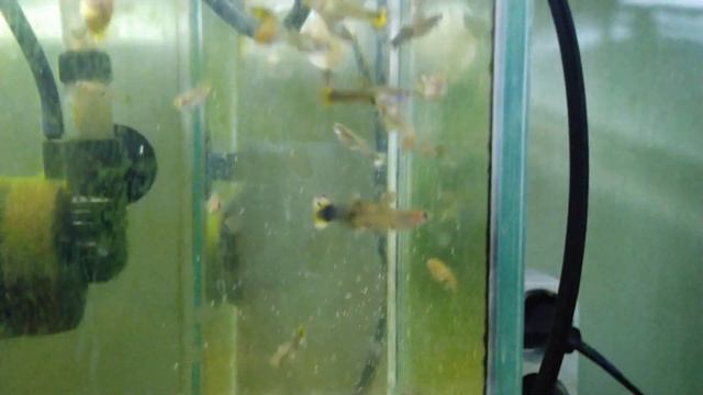 Кормление гуппи декапсулированной артемией смотреть онлайн