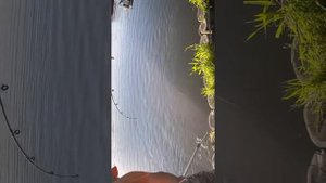 Белуга в Подольске ! Золотой сазан!