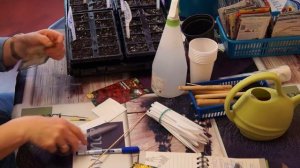 Сажаем КОРЕОПСИС многолетний! ЧАСТЬ 1.