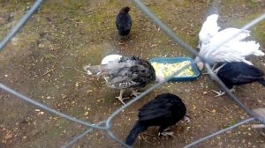 Индюшата// Чем кормить от 1 до 2 месяцев.