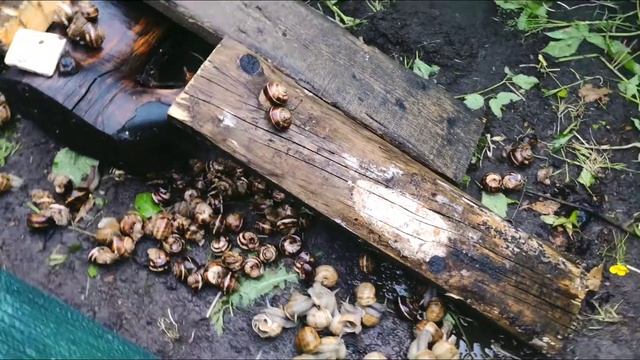 Мои улитки Helix Aspersa Maxima. смотреть онлайн