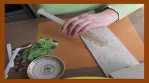 Посев рассады базилика и рукколы в улитку 9 апреля 2016. Быстро и удобно!