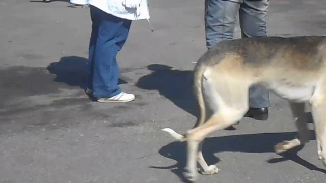 Весенний МООиР 20.04.2014, хортые, щенки смотреть онлайн