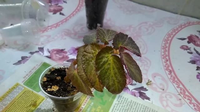 Мои комнатные растения // #Пересадка_интересных_растений смотреть онлайн