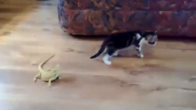 Кот и агамы смотреть онлайн