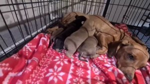 Новорождённые щенки таксы и их мама/Завтрак/Уход за больным щенком Никой