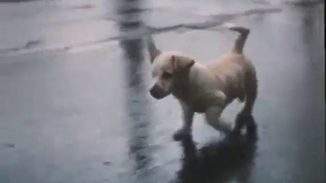 Щенок по кличке 'Щен'. смотреть онлайн