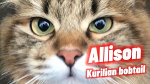 Когда уже не знаешь чем заняться в Новогодние праздники "Курильский бобтейл"