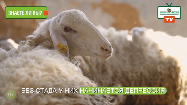 Московские ярмарки TV: Авиационная ул., вл. 24