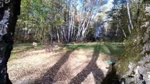 Молодость птица ( Эд Изместьев )