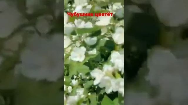 В питомнике Ярус огромная коллекция чубушника венечного. Около 20 сортов.